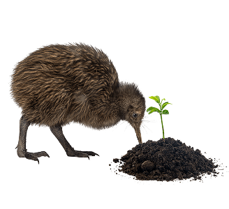 Kiwi bird image