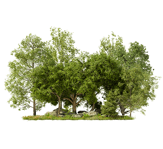 Trees image